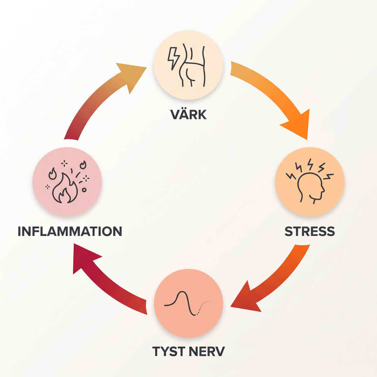 Cirkeldiagram över den onda cirkeln: värk → stress → tyst nerv → inflammation → värk