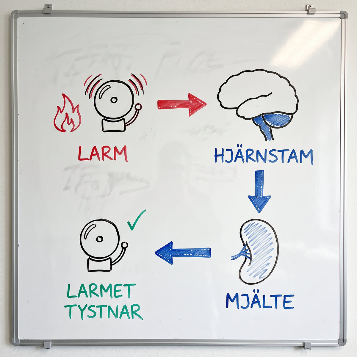 Enkel grafik över den inflammatoriska reflexen: larm → hjärnstam → mjälte → larmet tystnar